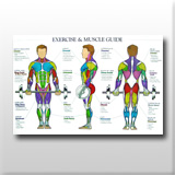 Exercise & Muscle Guide