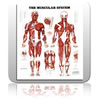 Human Muscular System Chart